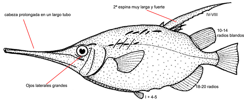 Macroramphosus scolopax_01
